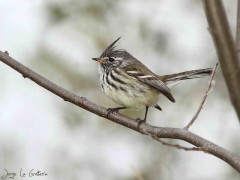 Cachudito pico amarillo/Yellow-billed Tit-Tyrant