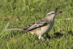 Calandria-grande/Chalk-browed Mockingbird