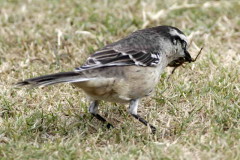 Calandria-grande/Chalk-browed Mockingbird