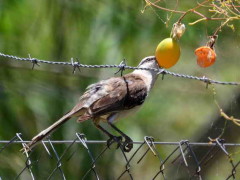 Calandria-grande/Chalk-browed Mockingbird