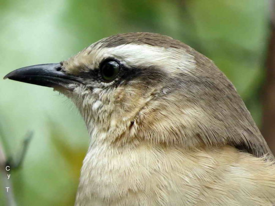 Calandria grande/Chalk-browed Mockingbird