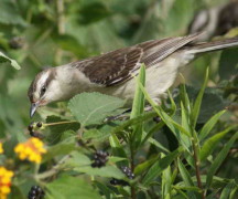 Calandria-grande/Chalk-browed Mockingbird