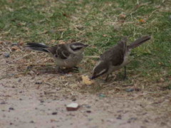 Calandria-grande/Chalk-browed Mockingbird