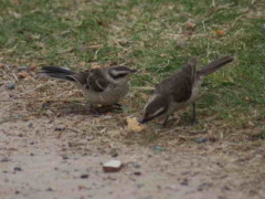 Calandria-grande/Chalk-browed Mockingbird