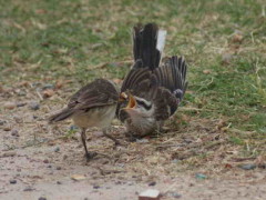 Calandria-grande/Chalk-browed Mockingbird