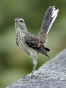 Calandria-grande/Chalk-browed Mockingbird