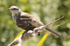 Calandria-grande/Chalk-browed Mockingbird