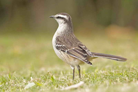 Calandria grande/Chalk-browed Mockingbird