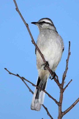 Calandria grande/Chalk-browed Mockingbird