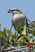 Calandria-grande/Chalk-browed Mockingbird