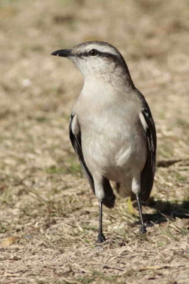 Calandria grande/Chalk-browed Mockingbird