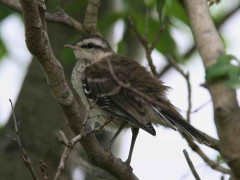 Calandria-grande/Chalk-browed Mockingbird