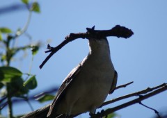 Calandria-grande/Chalk-browed Mockingbird