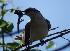 Calandria-grande/Chalk-browed Mockingbird