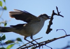 Calandria-grande/Chalk-browed Mockingbird