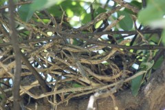 Calandria-grande/Chalk-browed Mockingbird