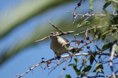 Calandria-grande/Chalk-browed Mockingbird