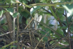 Calandria-grande/Chalk-browed Mockingbird