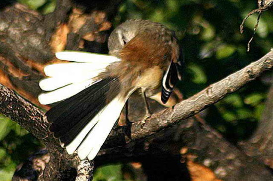 Calandria real/White-banded Mockingbird