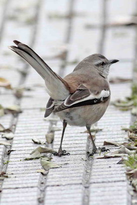 Calandria real/White-banded Mockinbrid