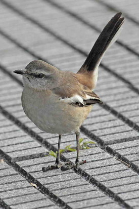 Calandria real/White-banded Mockinbrid