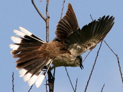 Calandria grande/Chalk-browed Mockingbird