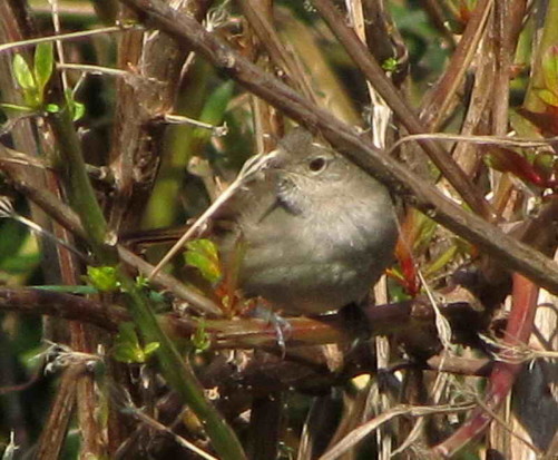 Canastero coludo/Sharp-billed Canastero