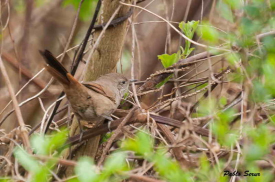 Canastero coludo/Sharp-billed Canastero