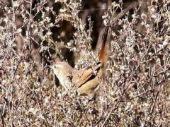 Canastero coludo/Sharp-billed Canastero