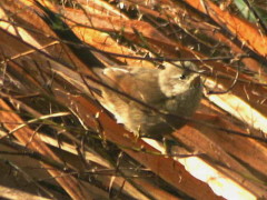 Canastero coludo/Sharp-billed Canastero