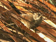 Canastero coludo/Sharp-billed Canastero