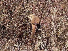 Canastero coludo/Sharp-billed Canastero