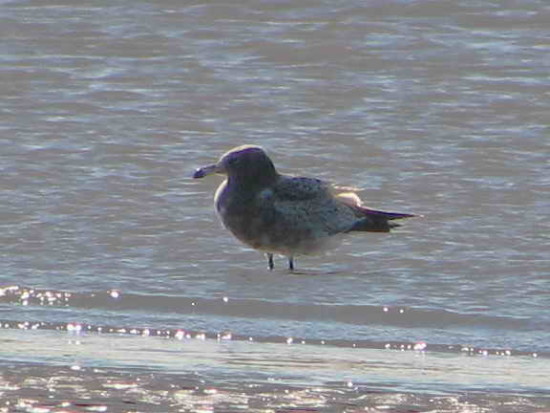 Gaviota cangrejera/Olrog's Gull