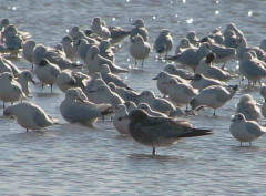 Gaviota cangrejera/Olrog's Gull