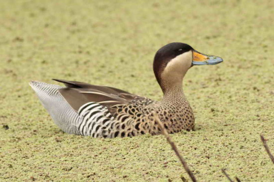 Pato capuchino/Silver Teal