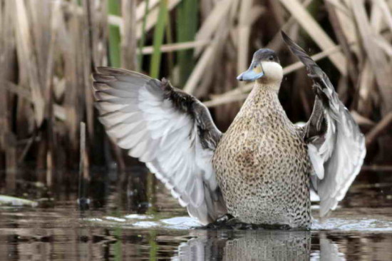 Pato capuchino/Silver Teal