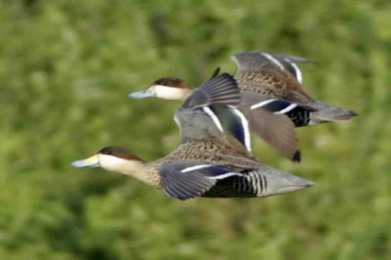 Pato capuchino/Silver Teal