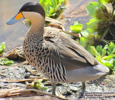 Pato capuchino/Silver Teal