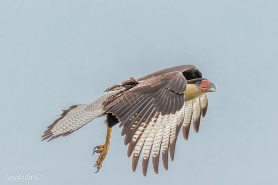 Carancho/Southern Caracara