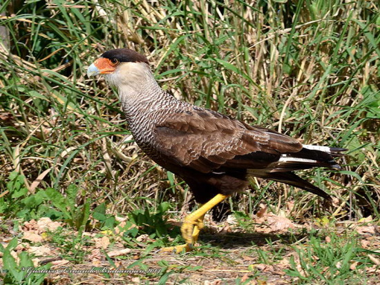 Carancho/Southern Caracara