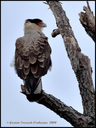 Carancho/Southern Caracara