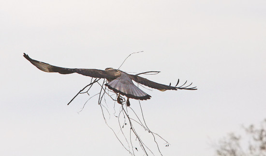 Carancho/Southern Caracara