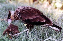 Carancho/Southern caracara