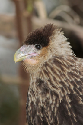 Carancho/Southern Caracara