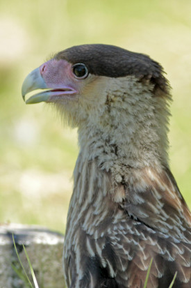 Carancho/Southern Caracara