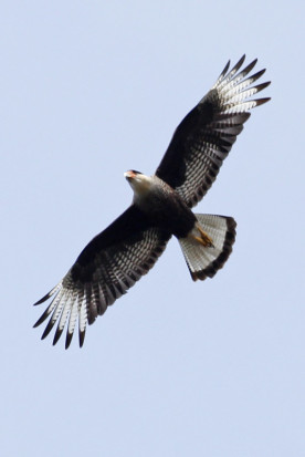 Carancho/Southern Caracara