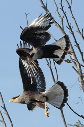 Carancho/Southern Caracara