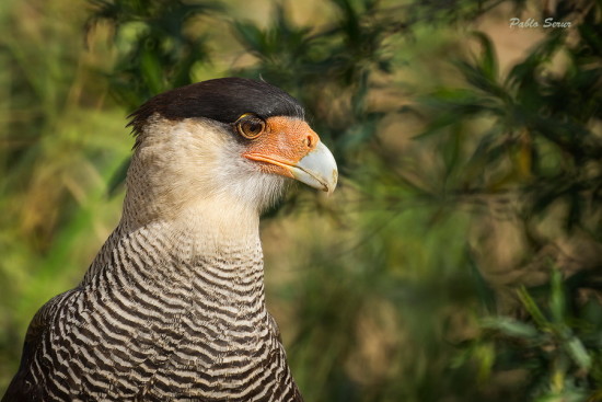 Carancho/Southern Caracara