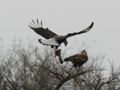 Carancho/Southern Caracara