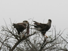 Carancho/Southern Caracara